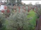 GUALDO CATTANEO (PG) LOC. POZZO SNC